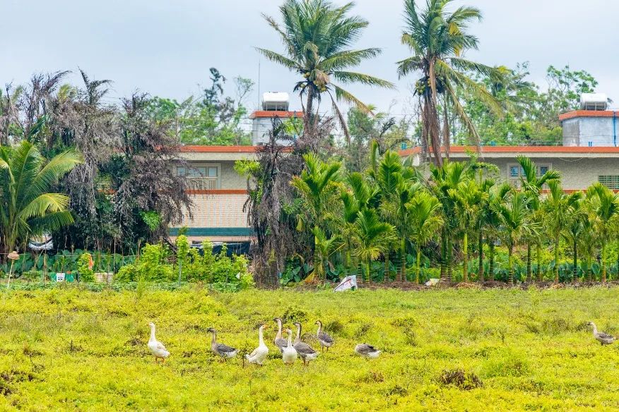 卷不动的年轻人,开始找个村子躺平了